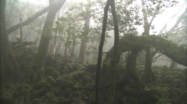 Taygada sisli bir sabah. Taiga 'daki geçilmez çalılıklar. Vahşi doğa. Çam ağaçları, yedi. Uzak Doğu