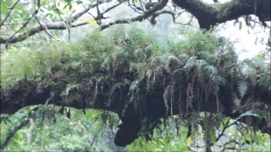 Taiga 'daki geçilmez çalılıklar. Vahşi doğa. Çam ağaçları, yemek, yosun, eğreltiotu Uzak Doğu