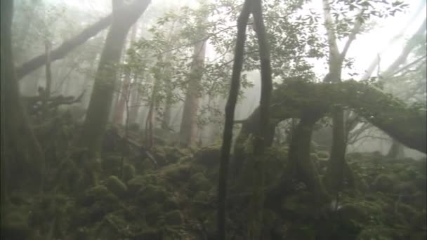 Kora Ködös Reggel Tajgában Áthatolhatatlan Vastagság Tajgában Vad Természet Fenyőfák — Stock videók