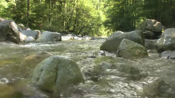 Fluxo Rápido Rio Montanha Taiga Aproxima Própria Água Vida Selvagem — Vídeo de Stock