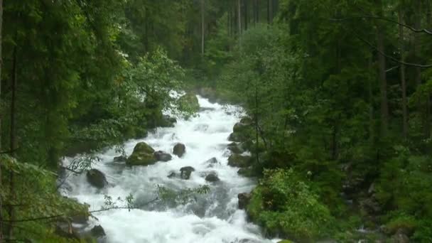Débit Rapide Une Rivière Montagne Taïga Approche Eau Faune Rivière — Video