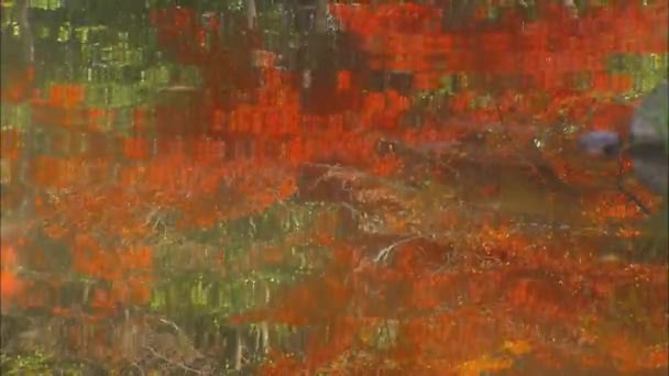Parlak Sonbahar Ormanı Orman Gölünün Suyuna Yansıyor Vahşi Yaşam — Stok video