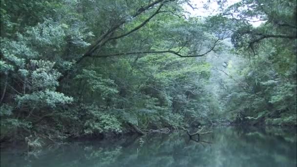 Медленный Поток Реки Тайги Через Равнину Тайга Приближается Самой Воде — стоковое видео