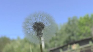 Mavi gökyüzüne karşı beyaz karahindiba şapkası. Karahindibaların uzayan sularının tepesinde birçok paraşüt vardır. Onların yardımıyla karahindiba meyveleri hava akımlarında uzun süre uçabilir.