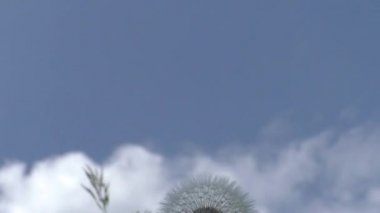 Mavi gökyüzüne karşı beyaz karahindiba şapkası. Karahindibaların uzayan sularının tepesinde birçok paraşüt vardır. Onların yardımıyla karahindiba meyveleri hava akımlarında uzun süre uçabilir.