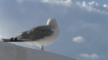 Steppe martı veya khokhotunya (lat. Larus Cachinnans), Rusya ve Ukrayna 'nın Karadeniz ve Hazar denizlerine yakın bölgelerinde yetişen büyük bir kuş türü.. 