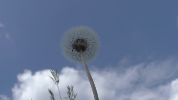 Berretto Bianco Denti Leone Contro Cielo Blu Nella Parte Superiore — Video Stock