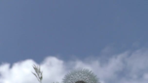 蓝色的天空映衬着蒲公英的白帽 在蒲公英细长的分叉顶部 有许多降落伞 在它们的帮助下 蒲公英果实可以在气流中飞行很长时间 — 图库视频影像