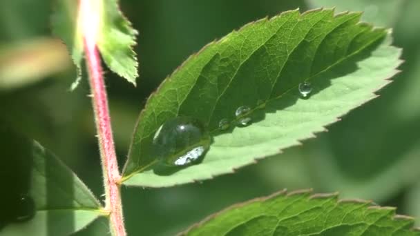 Morning Dew Drops Sparkle Rays Sun Summer Grass Most Often — Stock Video