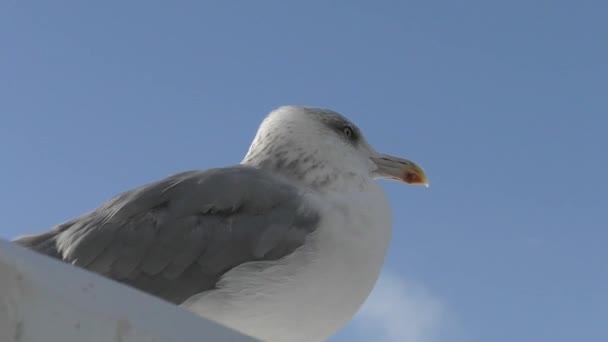 草鸥或Khokhotunya Lat 拉鲁斯 卡钦南 Larus Cachinnans 是一个主要产于俄罗斯和乌克兰境内靠近黑海和里海地区的大型物种 — 图库视频影像