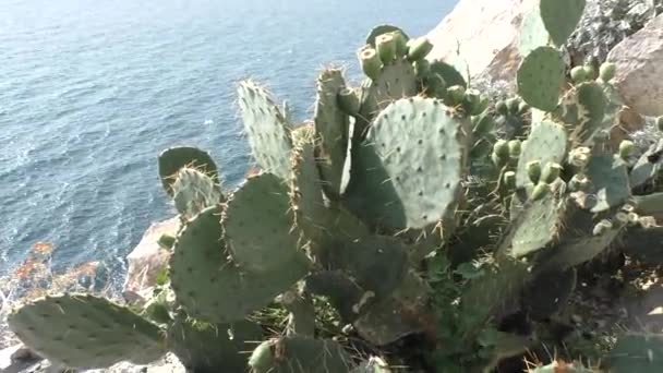 A tüskés körte (Opuntia) a kaktuszcsaládba tartozó növények (Cactaceae) nemzetsége. Kaktusz a tenger felett. Tájkép. Kaktusz az Ai-Todor-fok déli sarkantyújában.