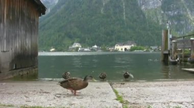 Drake ve Ördek gölde. Mallard, ördek familyasından bir kuş, su kuşundan ayrılmış. En ünlü ve en yaygın vahşi ördek.