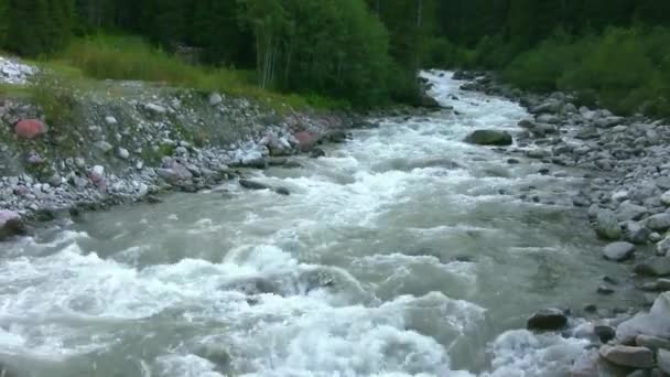 山の川の急速な流れ 水は岩の上で激しく壊れ 泡立ち 動き続けています タイガは水そのものに近づく 野生の自然 — ストック動画