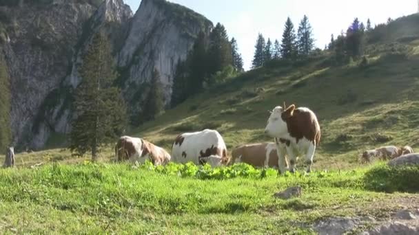 牧草地で牛の放牧 ガスコーンの品種はフランスのピレネー山脈の地元の牛に基づいて飼育され 動物たちは例外的な卓越性を獲得しました 田園風景 — ストック動画
