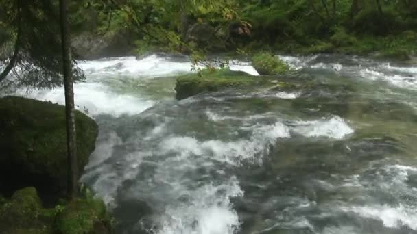 Flujo Rápido Río Montaña Umbrales Agua Rompe Violentamente Las Rocas — Vídeos de Stock