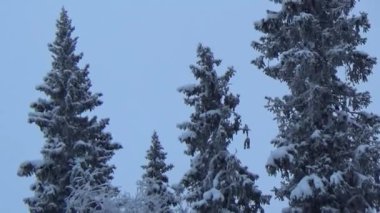 Taze karla kaplı ateş ve çam ağaçları. Sibirya Taiga 'sında karlı kış.