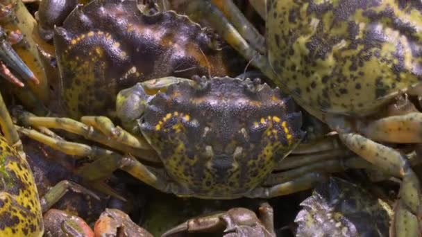 Crabul Iarbă Lat Carcinus Aestuarii Este Specie Crab Este Larg — Videoclip de stoc