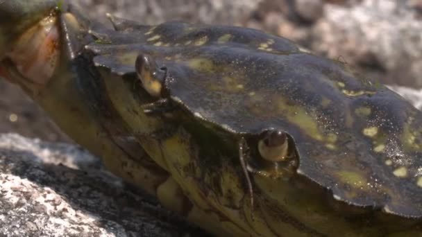 ラット カルシヌスAestuarii はカニの一種である 地中海盆地の全海の沿岸域に広く分布している 色は通常濃い緑色で 藻類の色です — ストック動画