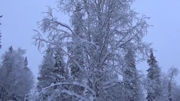 新鮮な雪に覆われた土と松 シベリアタイガの雪の冬 — ストック動画