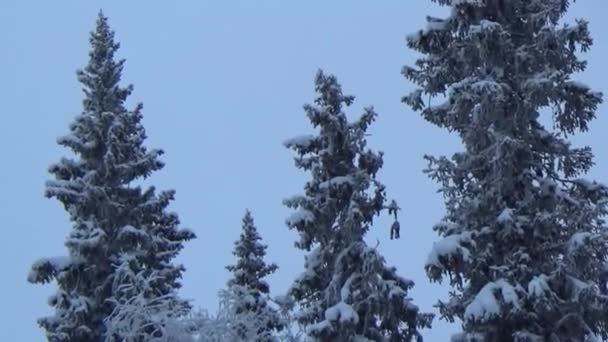 Tannen Und Kiefern Dicht Mit Neuschnee Bedeckt Verschneiter Winter Der — Stockvideo