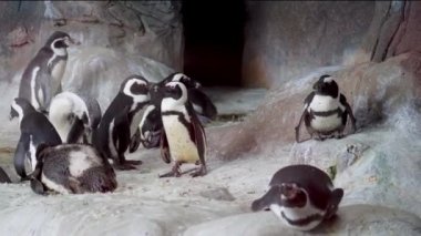 Humboldt pengueni ya da Peru pengueni (Spheniscus humboldti). Başının kenarlarında, dar beyaz halkalar, 