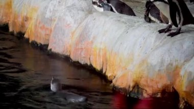 Humboldt pengueni ya da Peru pengueni (Spheniscus humboldti). Başının kenarlarında, dar beyaz halkalar, 