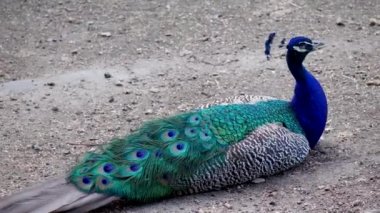 Tavuskuşu (Latince: Pavo cristatus). Erkeğin karakteristik özelliklerinden biri, kuyruk sanılan üst kapakların güçlü gelişmesidir..