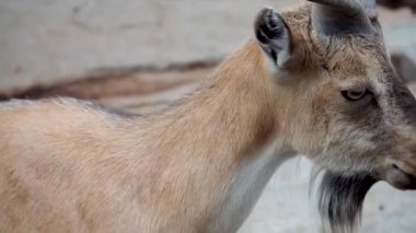 Vida boynuzlu keçi (