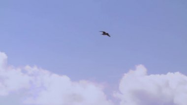 Küçük fregat kuşu (lat. Fregata ariel) uçuyor. Fırkateynler pelikanlar ve karabataklarla akrabadır. Fırkateynlerin dar kanatları ve uzun bir kuyruğu vardır..