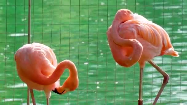 Flamingo Rosado Uma Espécie Ave Ordem Flamingo Plumagem Machos Fêmeas — Vídeo de Stock