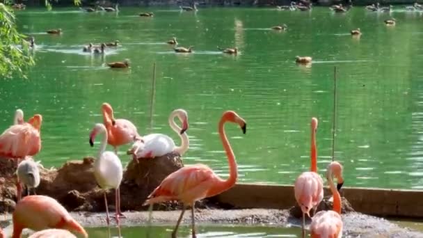 Růžové Plameňák Nebo Obyčejný Plameňák Druh Ptáka Řádu Flamingo Jako — Stock video