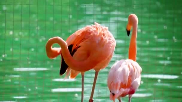 ピンクフラミンゴ ピンクフラミンゴ Pink Flamingo 通称フラミンゴ フラミンゴのような鳥の一種 成虫のオスとメスの羽は淡紅色 羽は紫赤 羽は黒 — ストック動画