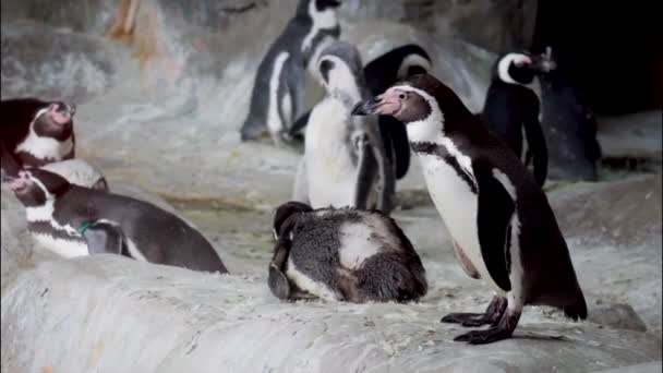 Humboldt Pingvinje Vagy Perui Pingvin Spheniscus Humboldti Oldalain Fej Keskeny — Stock videók