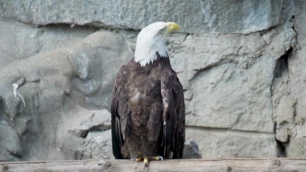 Den Skalliga Örnen Haliaeetus Leucocephalus Rovfågel Från Hökfamiljen Den Juni — Stockvideo