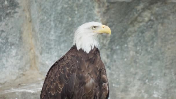 Águia Branca Haliaeetus Leucocephalus Uma Ave Rapina Família Dos Falcões — Vídeo de Stock