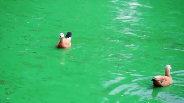 Ogar Red Duck Tadorna Ferruginea Waterfowl Duck Family Orange Brown — Stockvideo