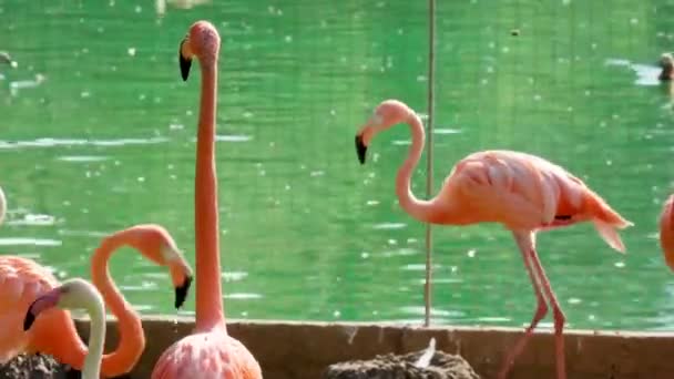 Розовый Фламинго Обычный Фламинго Является Видом Птиц Ордена Фламинго Оперение — стоковое видео