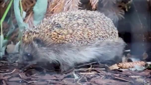 Common Hedgehog European Hedgehog Central Russian Hedgehog Erinaceus Europaeus Its — Stock Video