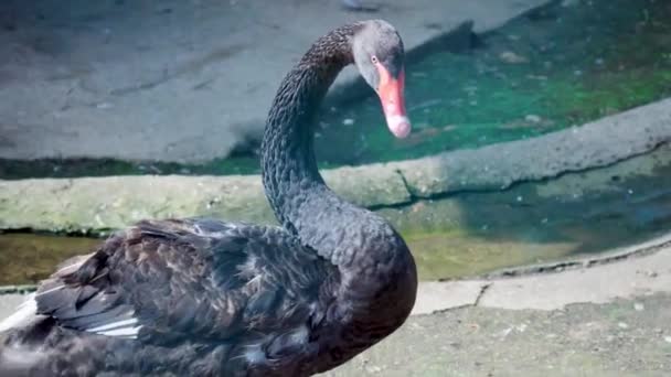 Zwarte Zwaan Cygnus Atratus Een Eendensoort Uit Familie Van Eenden — Stockvideo