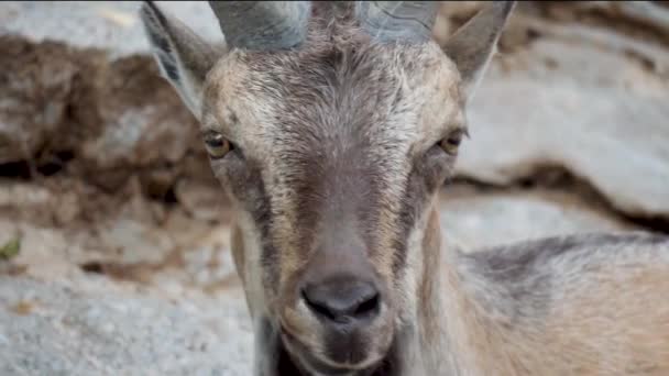 螺旋角山羊 Screw Horned Goat 或Marhur Capra Falconeri 是山羊属的一种人形哺乳动物 这个名字来源于角的形状 像软木塞或螺丝一样扭动着 — 图库视频影像