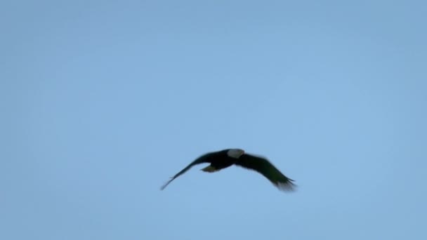 小さなフリゲート艦 飛行中のFregataアリエル フリゲートはペリカンや鵜と関係がある フリゲートは細い翼と長い強制的な尾を持っています — ストック動画