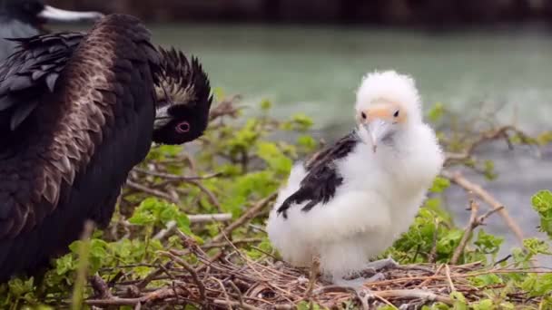 Frigatebird Minore Lat Friggere Ariel Nido Con Una Pulcino Frati — Video Stock