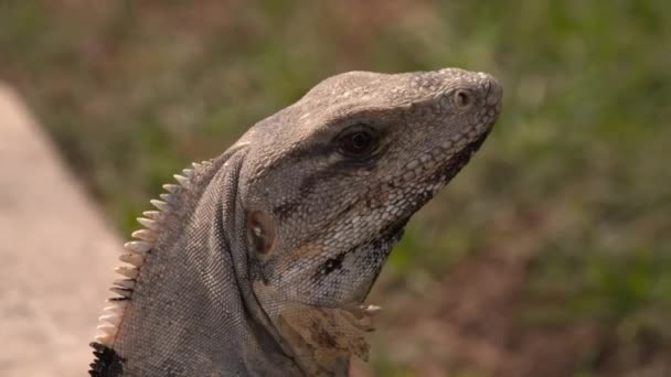Dikenli Iguana Ctenosaura Similis Iguangiller Iguanidae Familyasından Bir Kertenkele Türü — Stok video