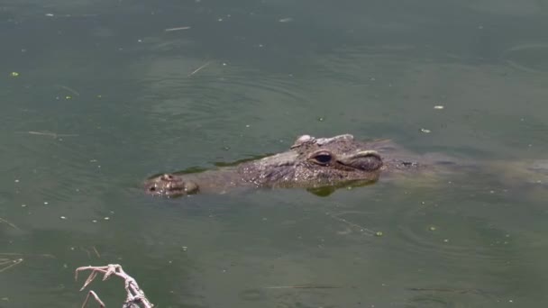 Аллигатор Крокодилы Лат Крокодилы Крупные Водные Рептилии Обитающие Тропиках Африки — стоковое видео