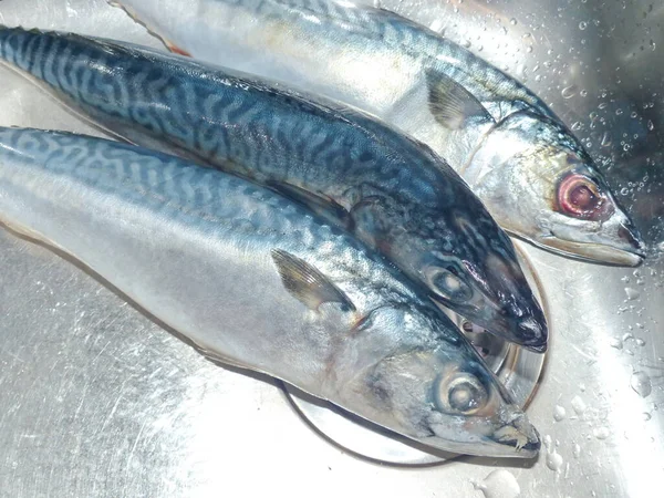 Bölünmemiş Uskumru Doğal Sağlıklı Bir Ürün Değerli Ticari Balıklar Onun — Stok fotoğraf