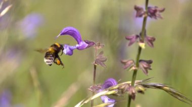 Yaban arısı (lat. Bir çayır çiçeğinin üzerinde. - Yakın çekim. Gerçek arılar familyasından bir böcek. Apidae, birçok yönden bal arılarına yakındır.. 