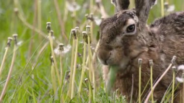 Hare-hare (Lepus europaeus). Büyük tavşanlar: vücut uzunluğu 57-68 cm; ağırlığı 4-6 kg. Tavşan daha uzun kulaklarla ayırt edilir (9-14 cm). Yaz rengi koyu gri, kahverengi, zeytin-kahverengi olabilir.