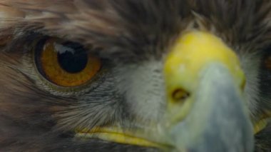 Berkut (lat. Aquila chrysaetos, atmaca familyasının en ünlü yırtıcı kuşlarından biridir. Kuzey yarımküreye dağıtılır ve çoğunlukla dağlarda yaşar. 
