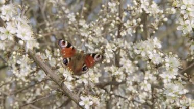 Tavus kuşu gözü (Lat. Aglais io Nymphalidae (Nymphalinae) familyasından bir kelebek türü. Antik Romalılar kelebeklerin rüzgar tarafından koparılmış çiçekler olduğuna inanırlardı..