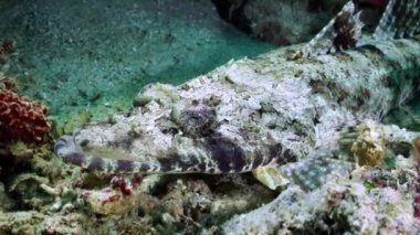 Deniz kanaryaları (Agonidae), ispinozgiller (Agonidae) familyasından bir balık türü. Kuvvetle sıkıştırılmış gövdesi olan bir balık. Kıyı türleri kayalık ve çakıllı toprağı, kaba kumu tercih ederler..